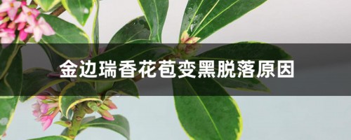 金边瑞香花苞变黑脱落，还能救活吗