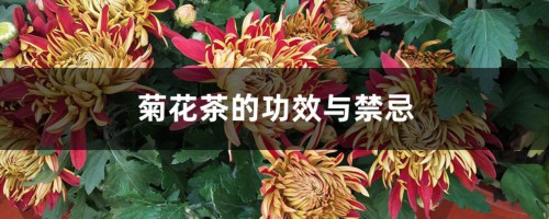 菊花茶的功效与禁忌