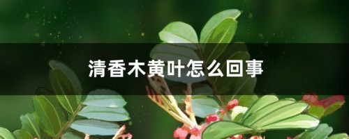 清香木黄叶怎么回事