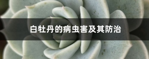 白牡丹的病虫害及其防治