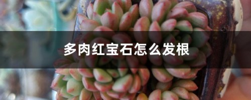 多肉红宝石怎么发根