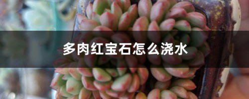 多肉红宝石怎么浇水