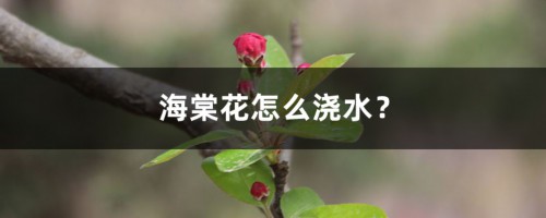 海棠花怎么浇水？