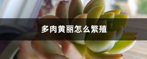 多肉黄丽怎么繁殖