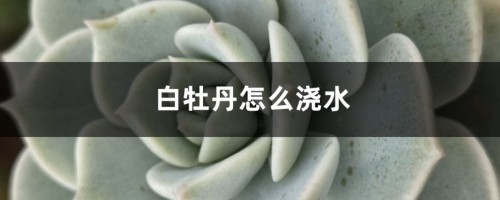 白牡丹怎么浇水？